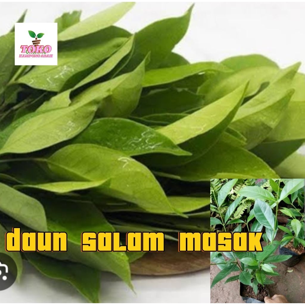 

daun salam masak segar 500grm