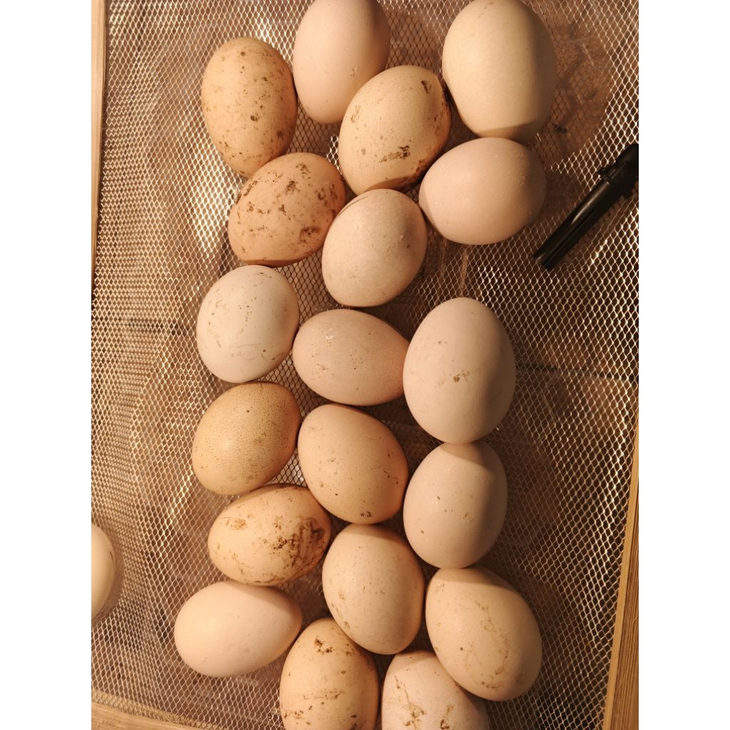 

Telur Ayam Kampung Unggul (KUB) – Siap Tetas + Garansi Pecah & Tidak Fertil