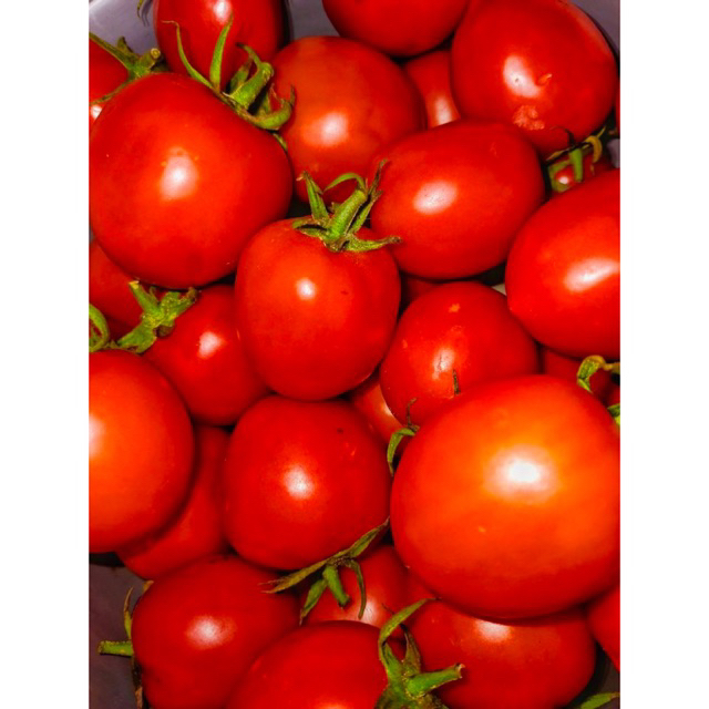 

Tomat Sayur Segar Lokal