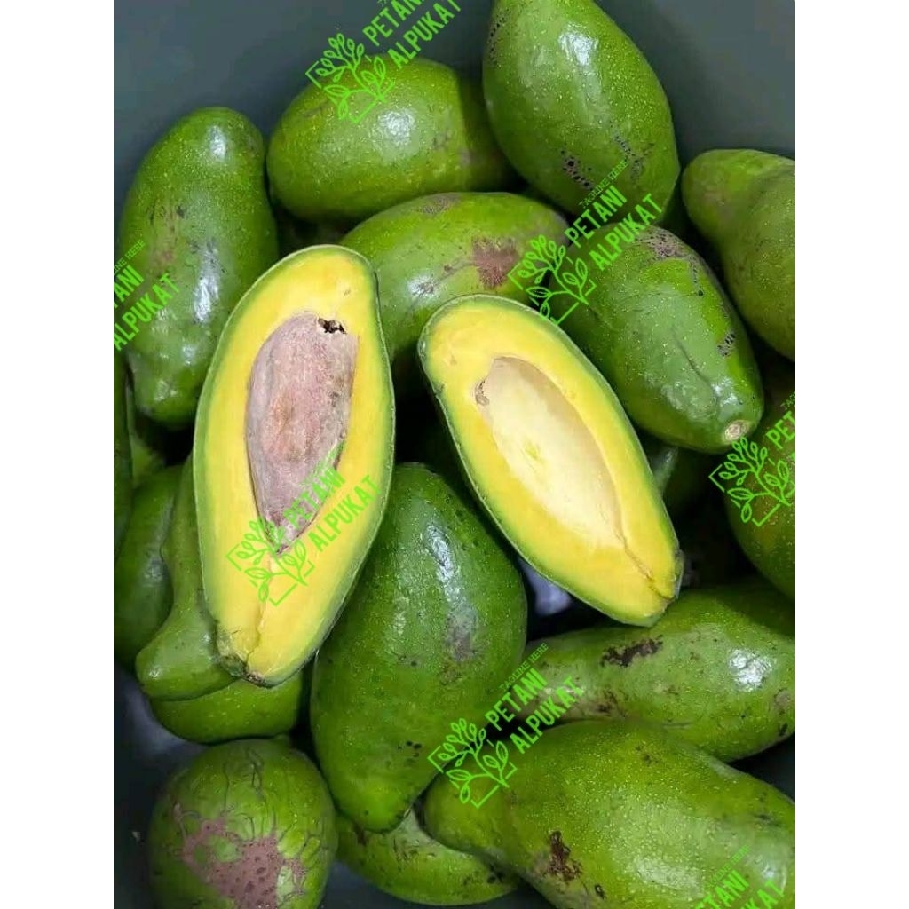 

Alpukat Mentega Super daging tebal 1 kg isi 2-4