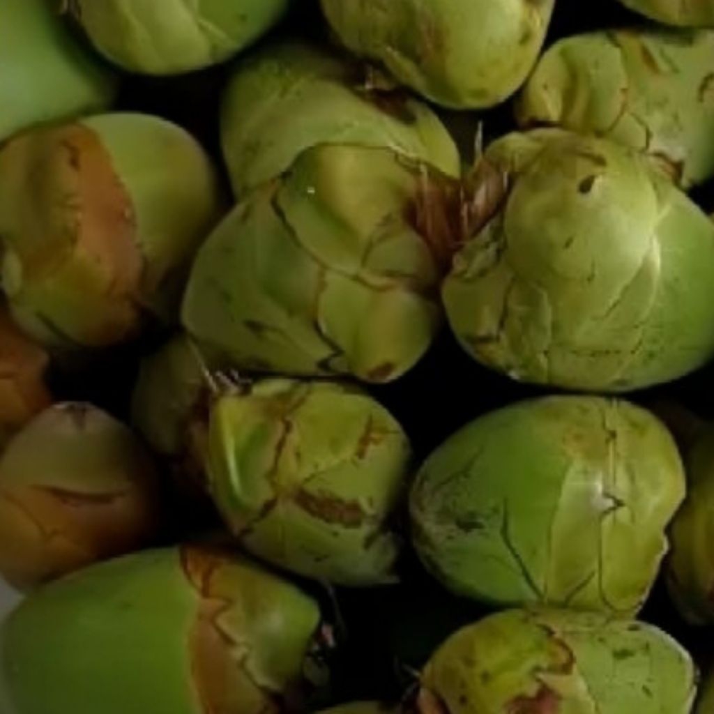 

beluluk kelapa || obat herbal