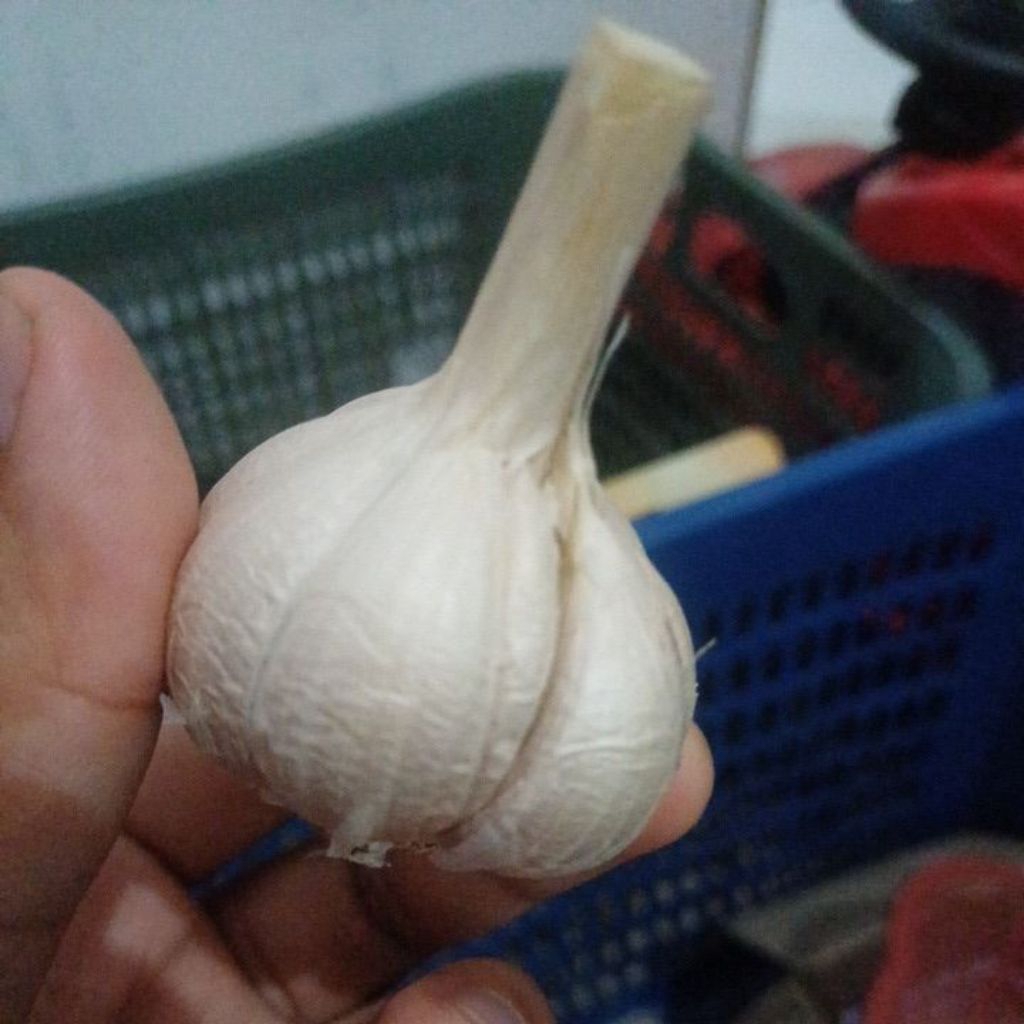 

Bawang putih Kating 1 kg