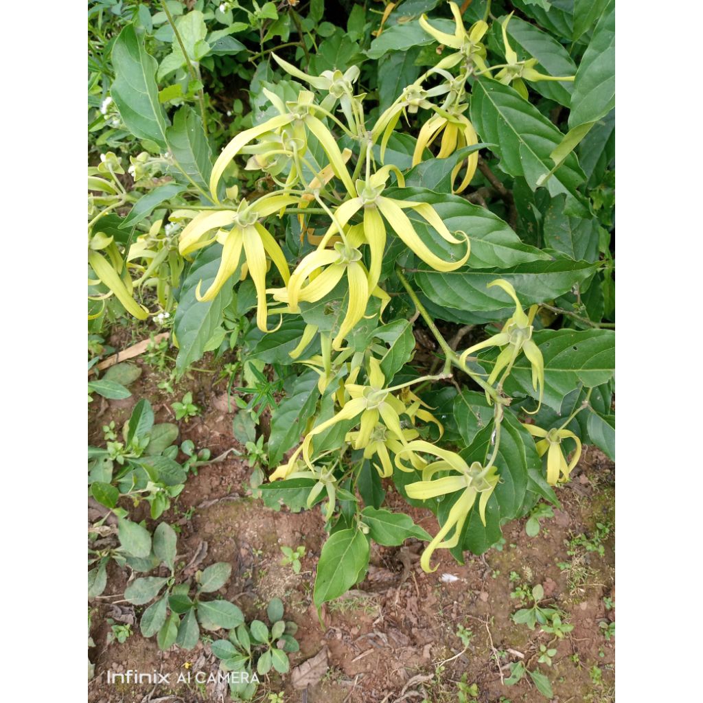 

bunga kenanga segar 100 grm