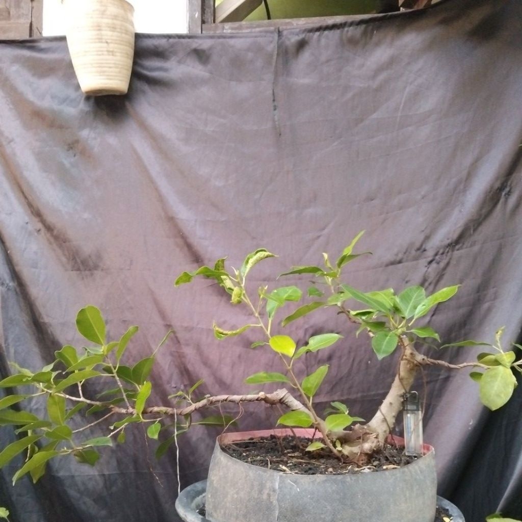 Bahan Bonsai Iprik dongkelan Kereta Kencana Medium The max 30 cm real pick