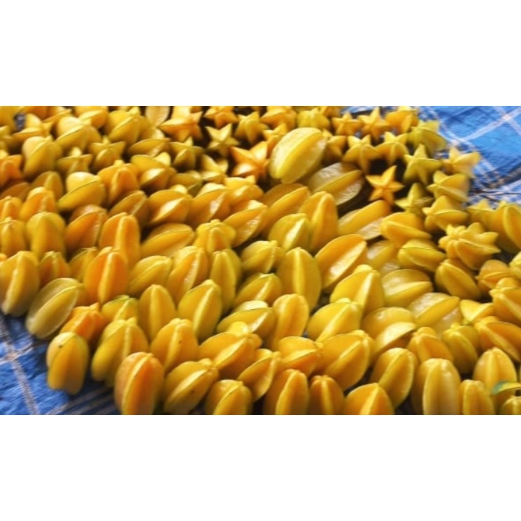 

buah belimbing madu tuban manis