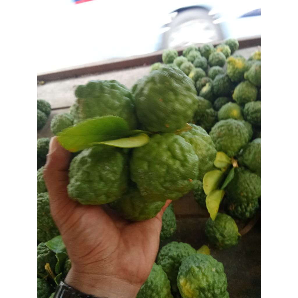 

JERUK PURUT CANTIK SEGER 7 SETANGKAI