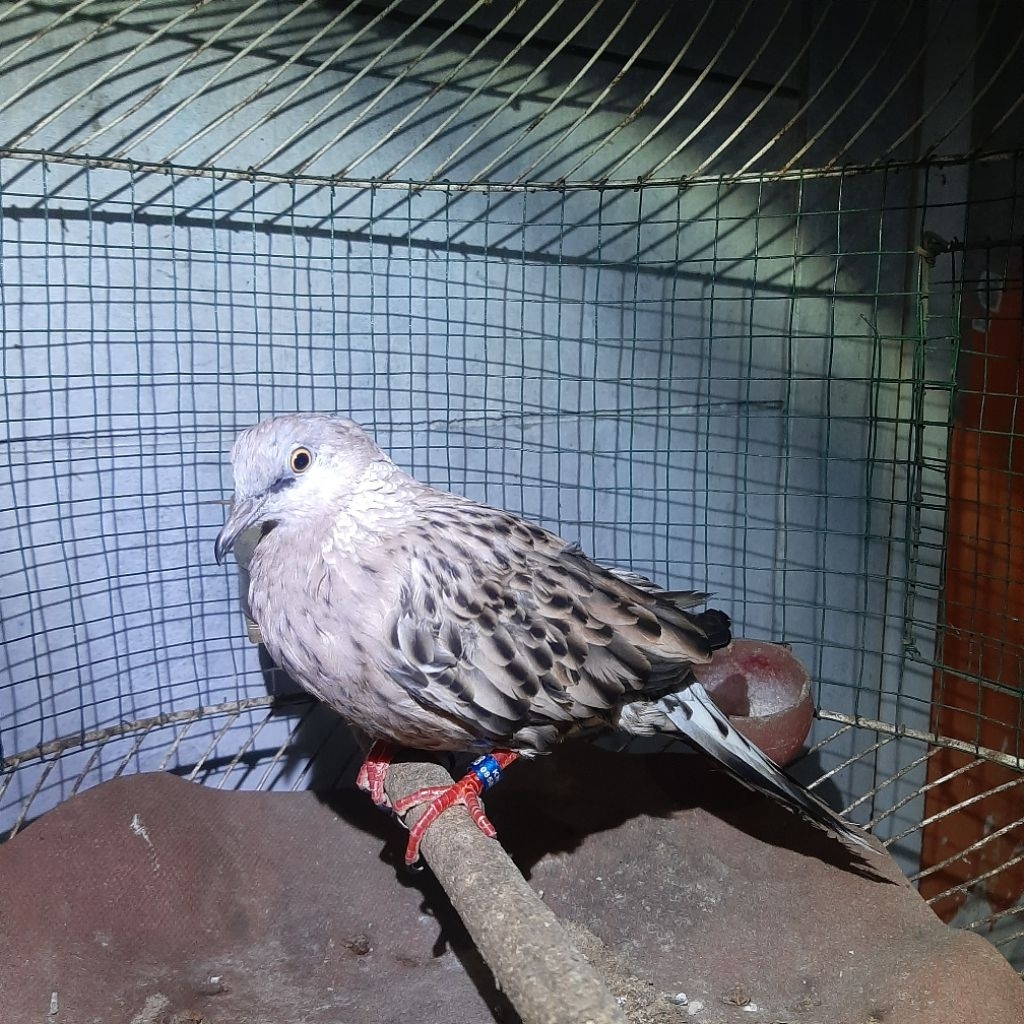 Tekukur Leopard Jantan Rajin Bunyi