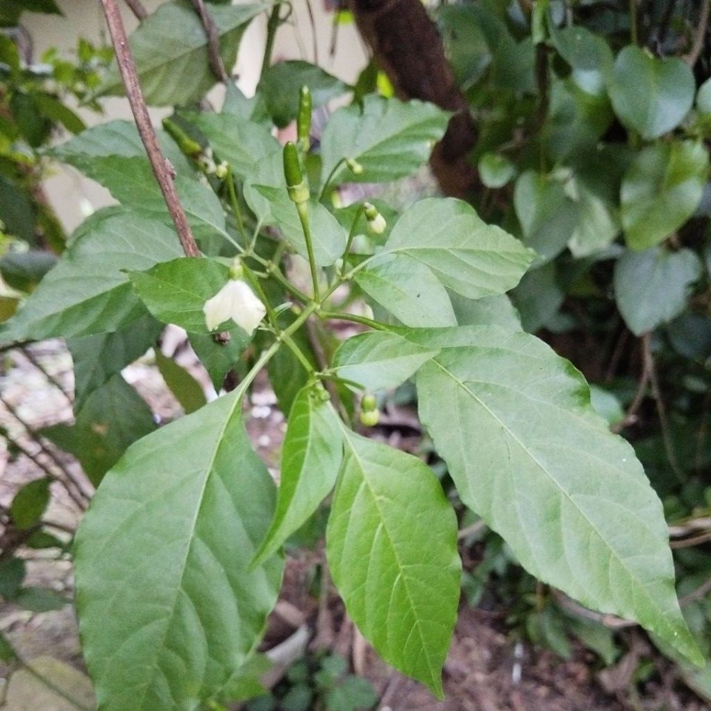 

Daun cabe rawit segar daun cabai rawit 50 lembar pilihan