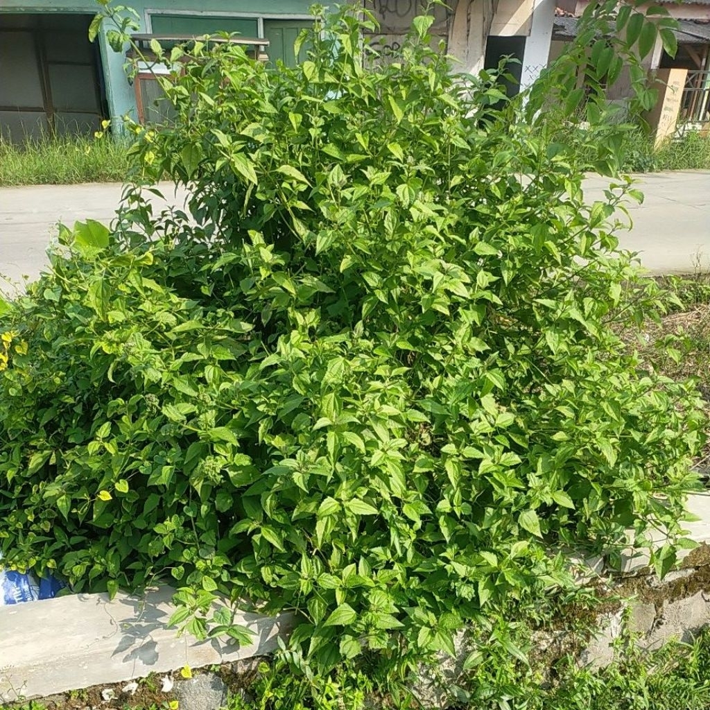 

DAUN BALAKACIDA FRESH