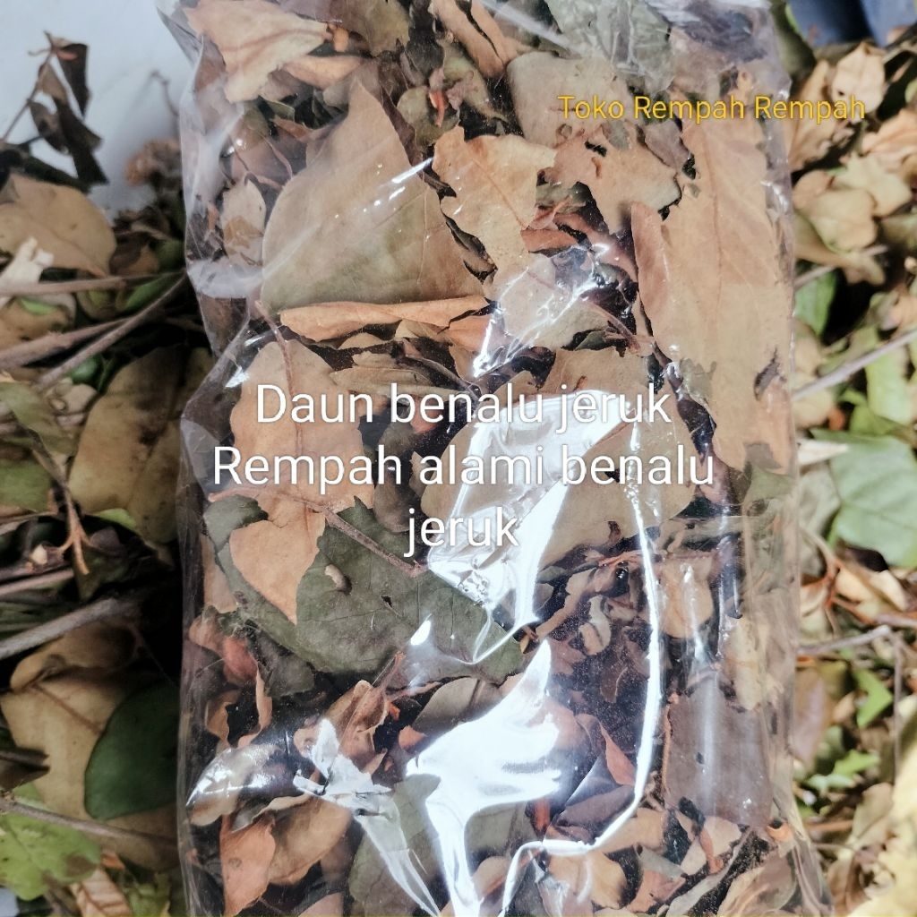 

Daun benalu jeruk kering Rempah alami daun benalu jeruk kering kemasan 100grm