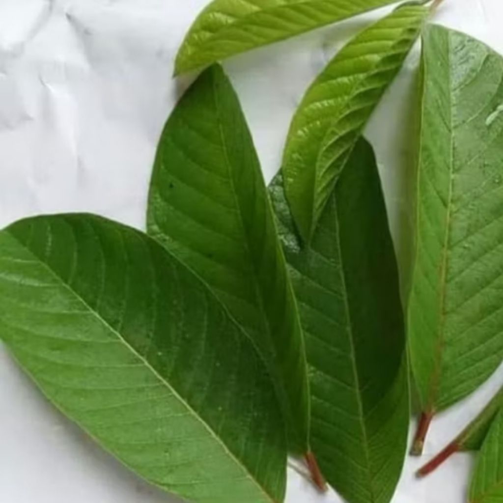 

AS24 | 1 Lembar Daun Jambu Biji Segar | Herbal Alami | Obat Diare, Jerawat, Gula Darah