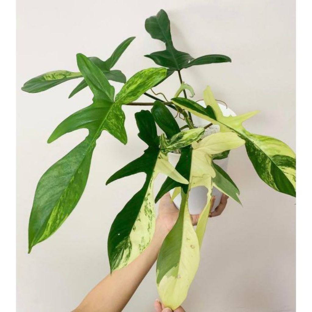 Tanaman Hias Philodendron Flobe Varigata - Philodendron Florida Beauty Varigata