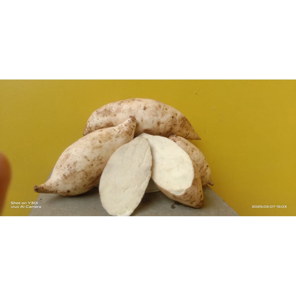 

ubi putih fresh berkualitas tinggi 500gr 1kg 2kg