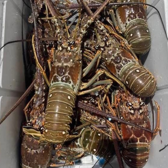 

Lobster Mutiara/Bambu 300-400gram 1kg isi 2-3 Fresh Frozen