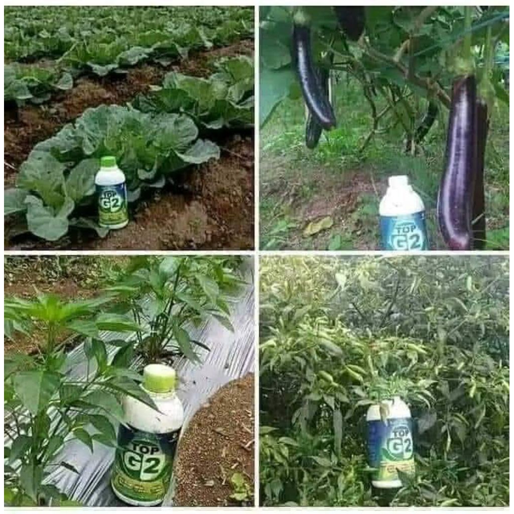 TOP G2 pupuk cair organik