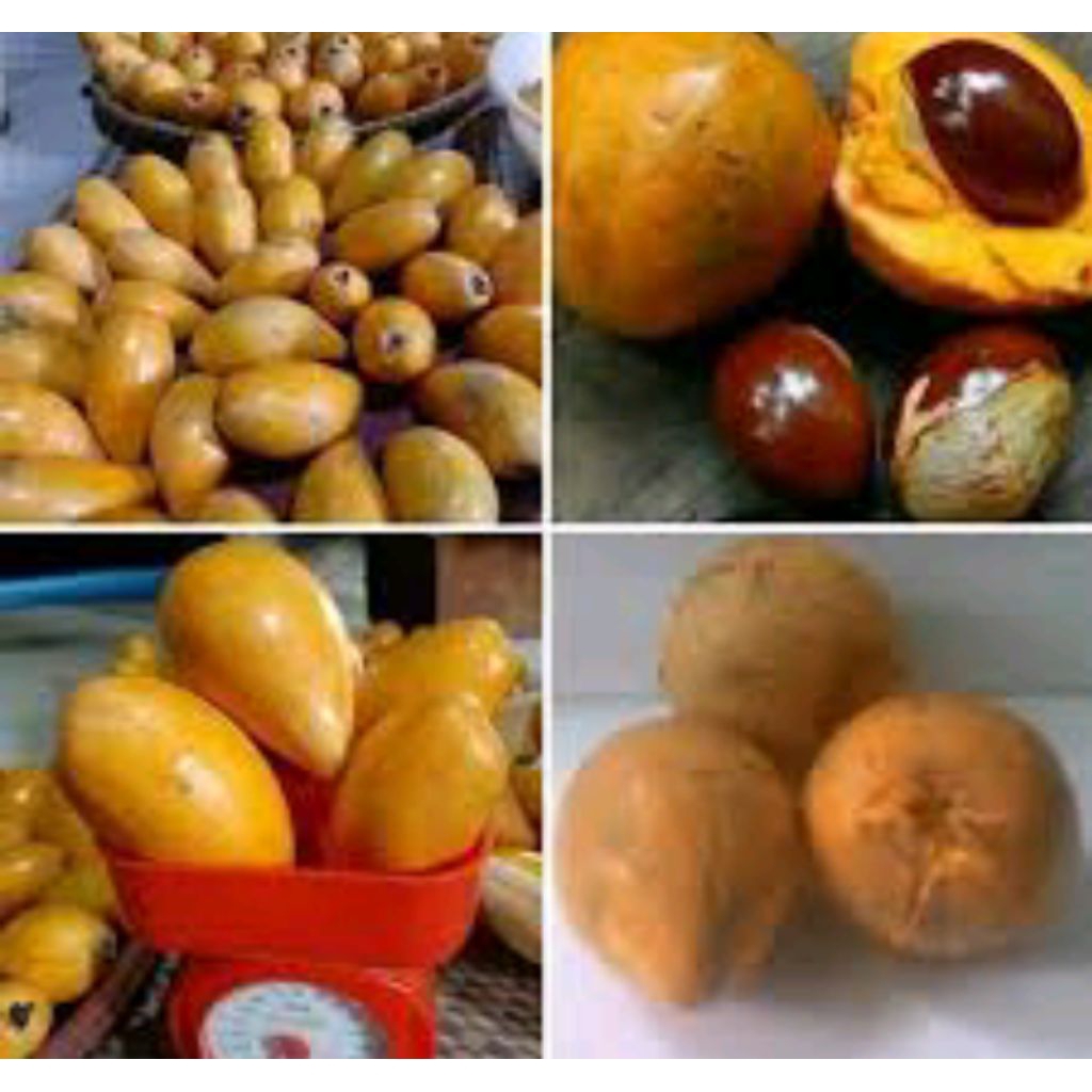

buah alkesah /sawo mentega dadakan 100% original asli 1kg