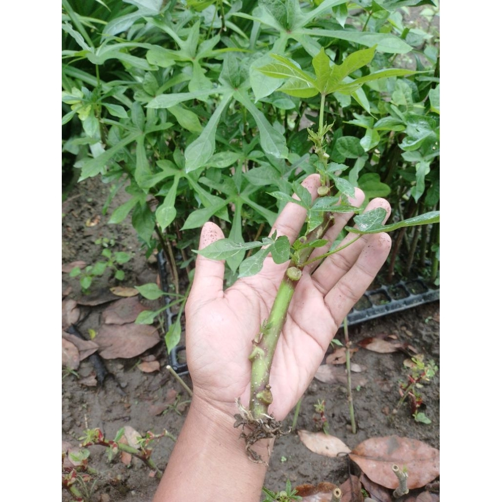 bibit ketela papua stek sudah berakar siap tanam