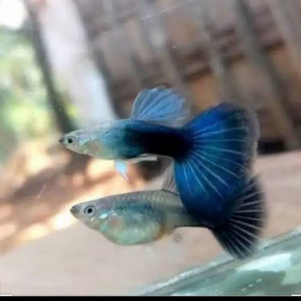 pembersih kaca Guppy Hb blue