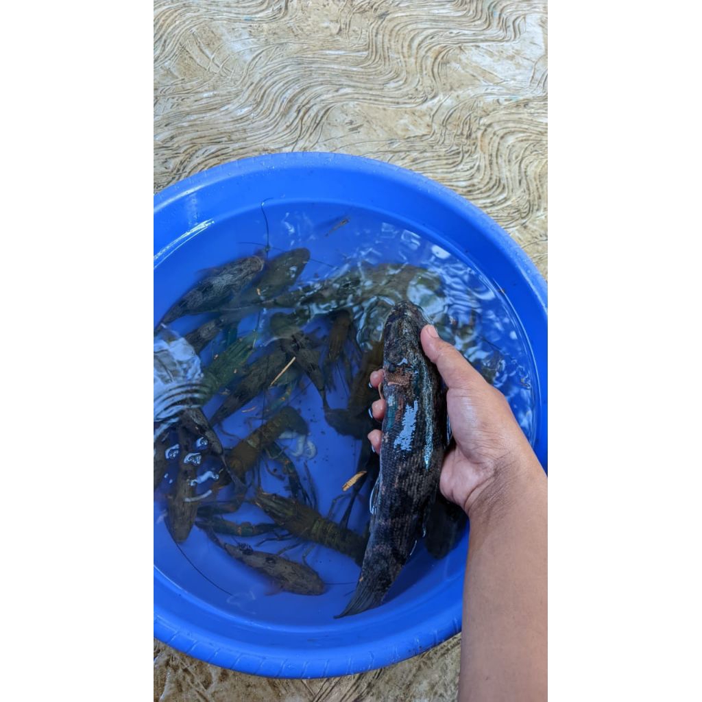 ikan gabus malas paket 10ekor (Betutu Broso) ukuran all size