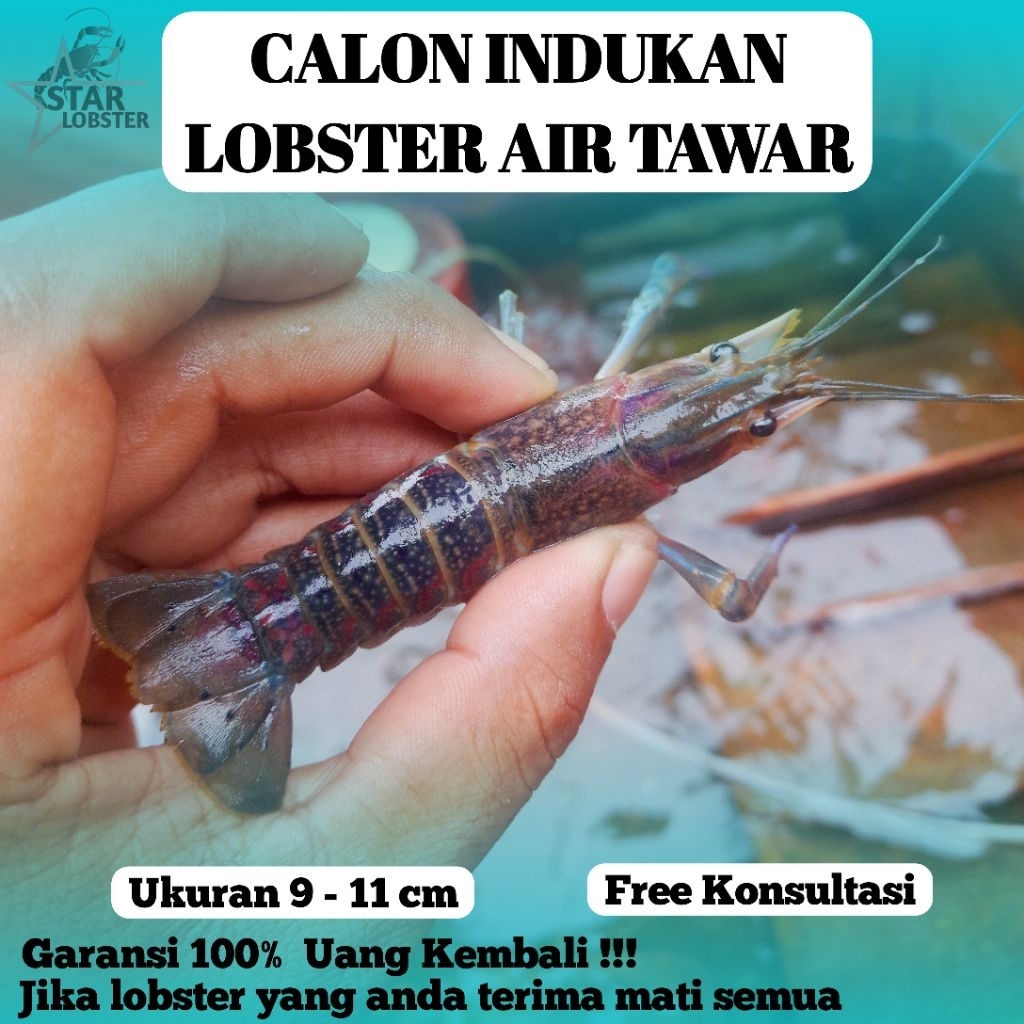 

Calon Indukan Lobster air tawar ukuran 2 - 11 cm Siap untuk bertelur