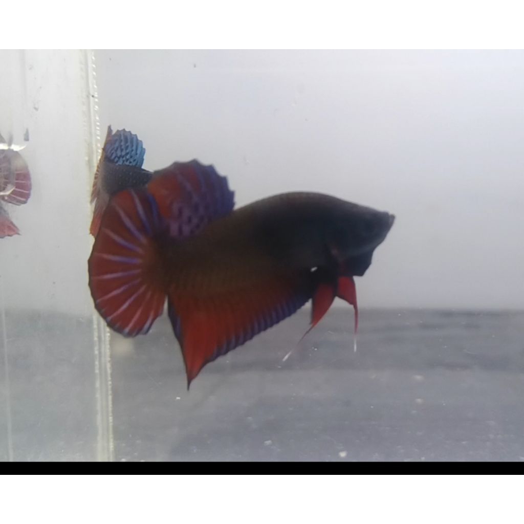 HIASAN Aquarium cupang imbelis