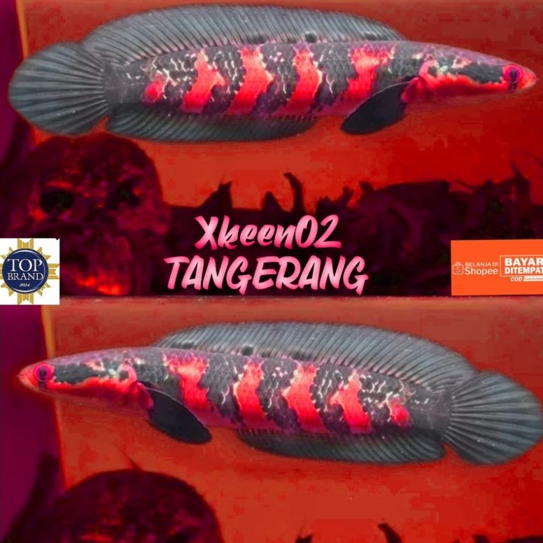 KODE A77R Red Barito kualitas Grade A