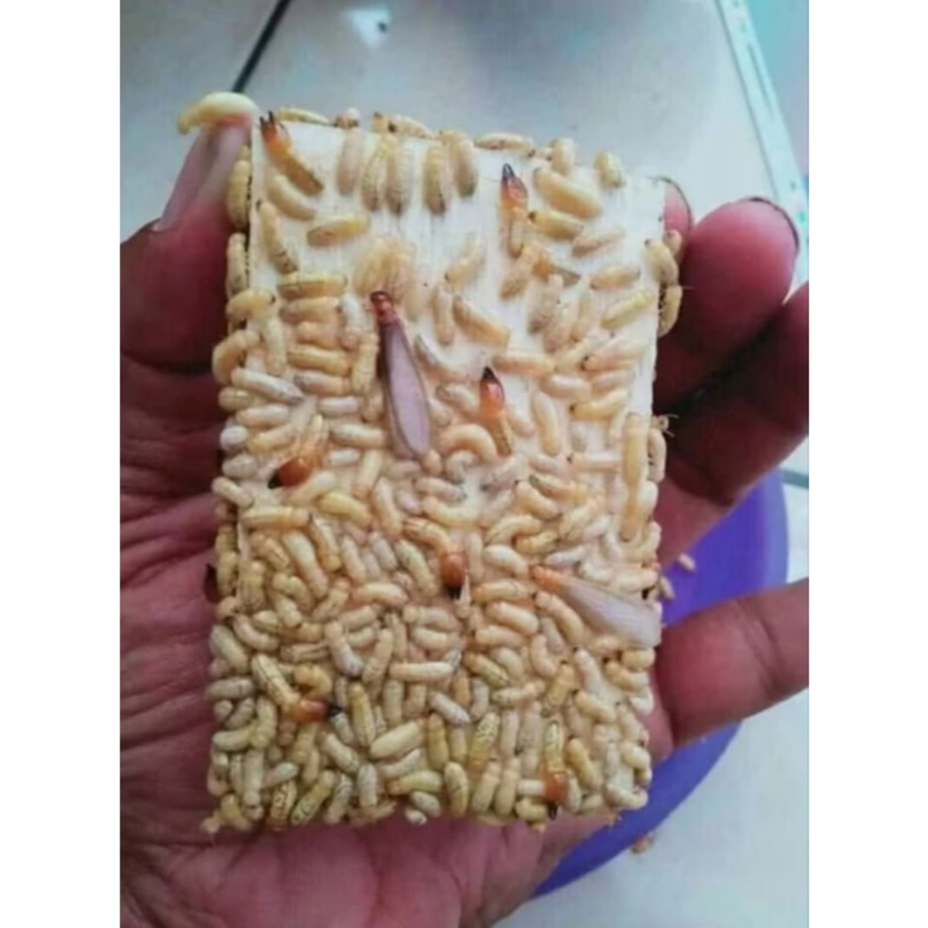 RENGAS / RANGAS / POA UMPAN GACOR WADER