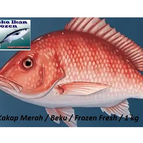 

IKAN KAKAP MERAH / Segar Beku / Frozen Fresh / 1 kg