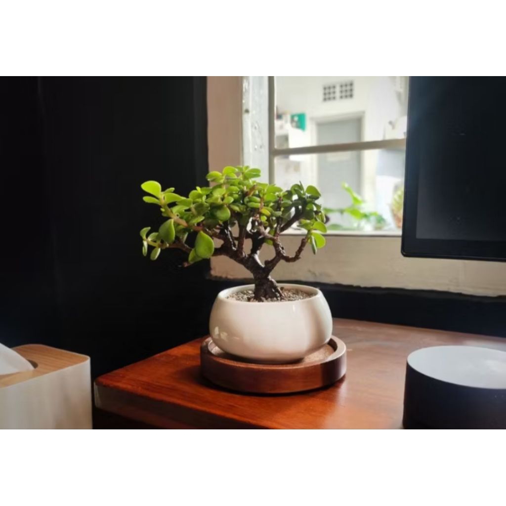 tanaman skulen jade plant portulacaria afra