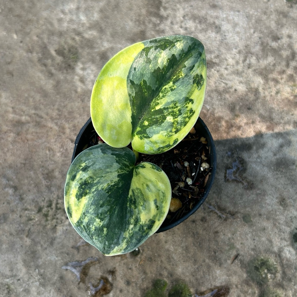 Scindapsus Bakudapati Variegata