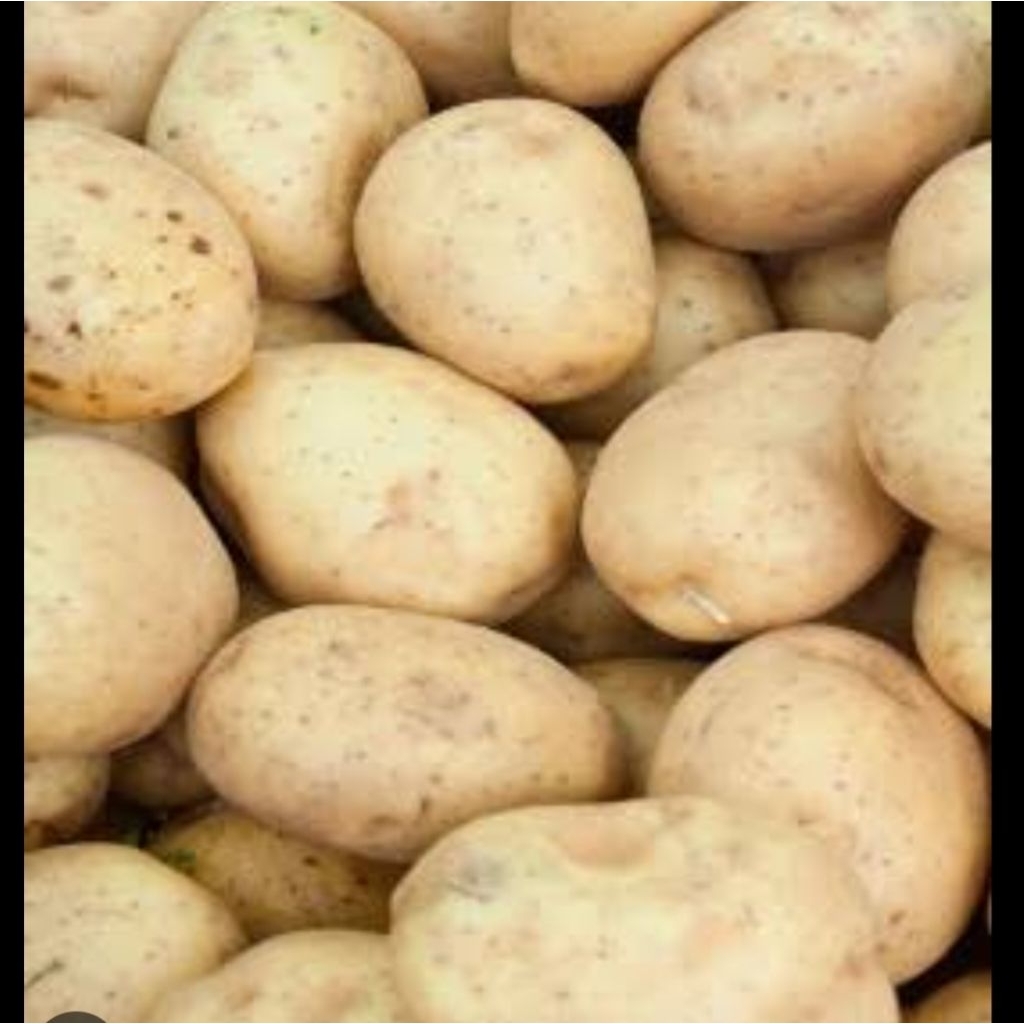 

kentang dieng besar khualitas super