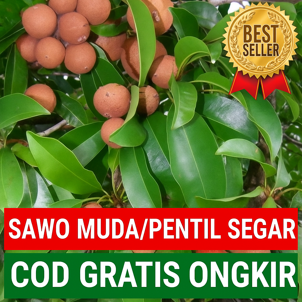 

Buah Sawo Pentil Segar Per 20 Buah Untuk Obat Vertigo Di Petik Dadakan