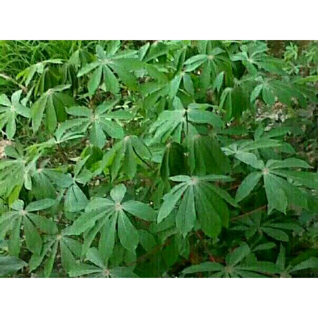 

Daun Singkong