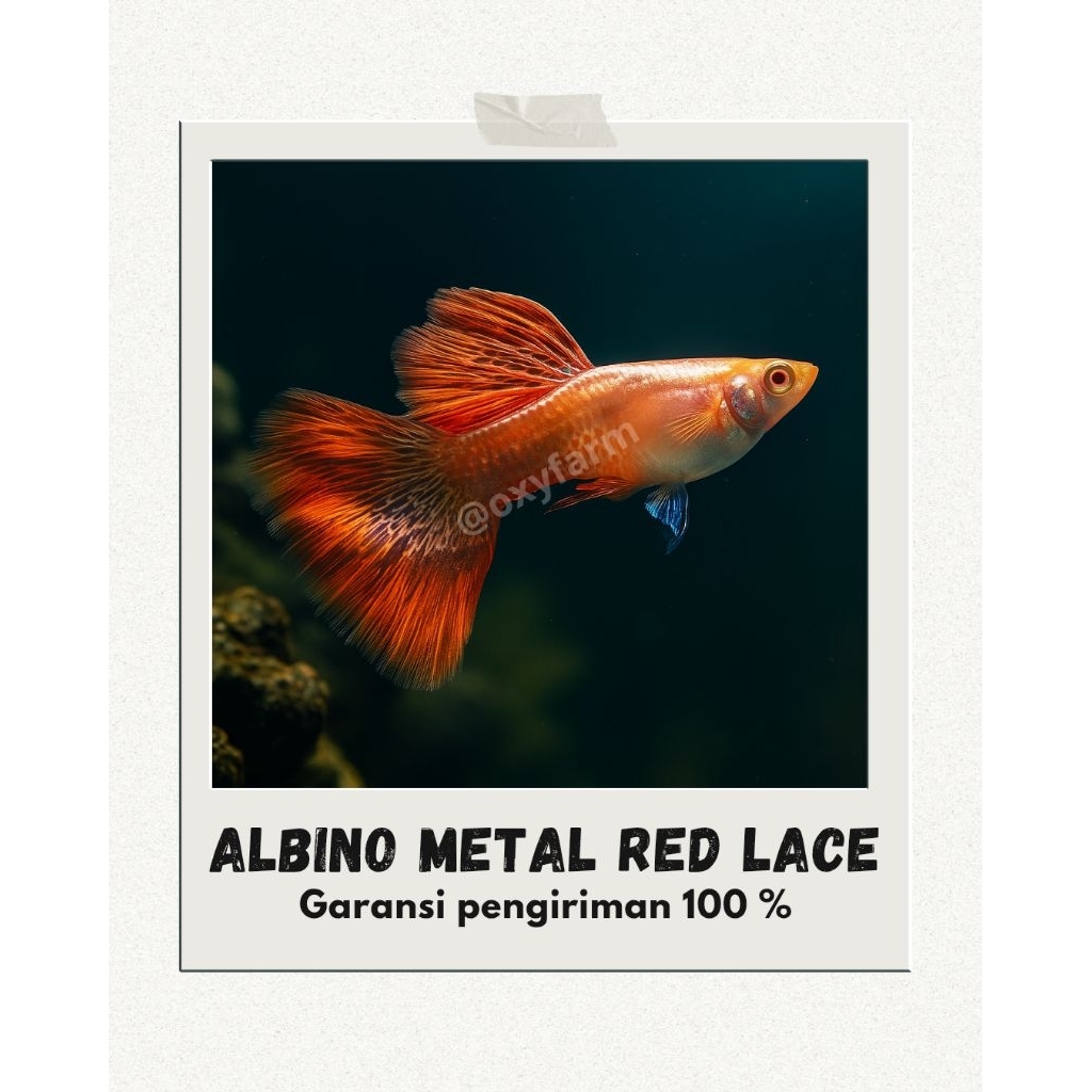 Hiasan Aquarium (✨ Guppy Albino Metal Red Lace - Ikan Hias Guppy Cantik ✨)
