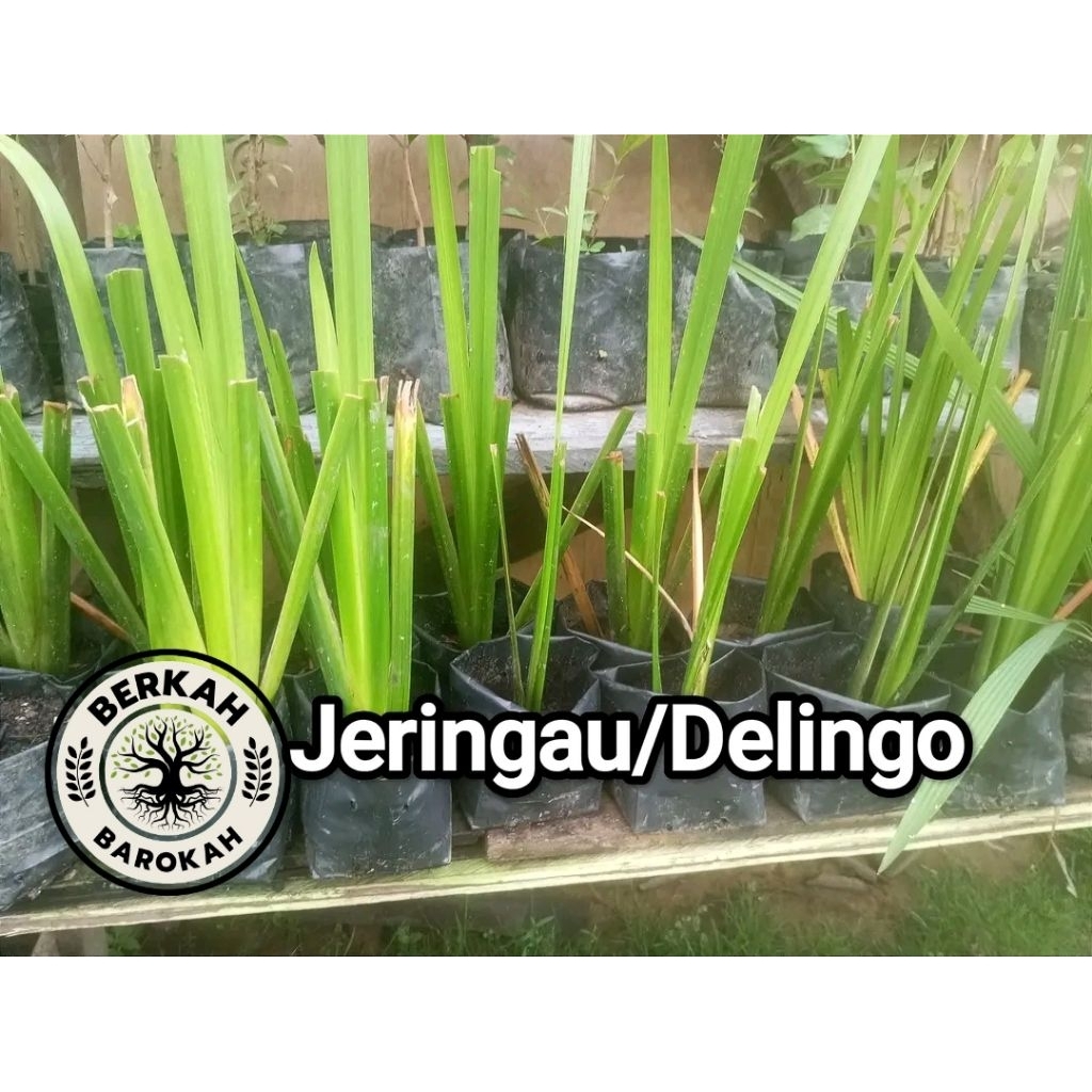 

daun dlingo daun jaringao delingo jeringau