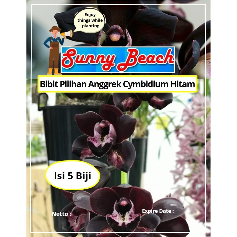 Bibit Pilihan Anggrek Cymbidium Hitam | Biji Benih Anggrek Cymbidium Hitam | Bunga Anggrek
