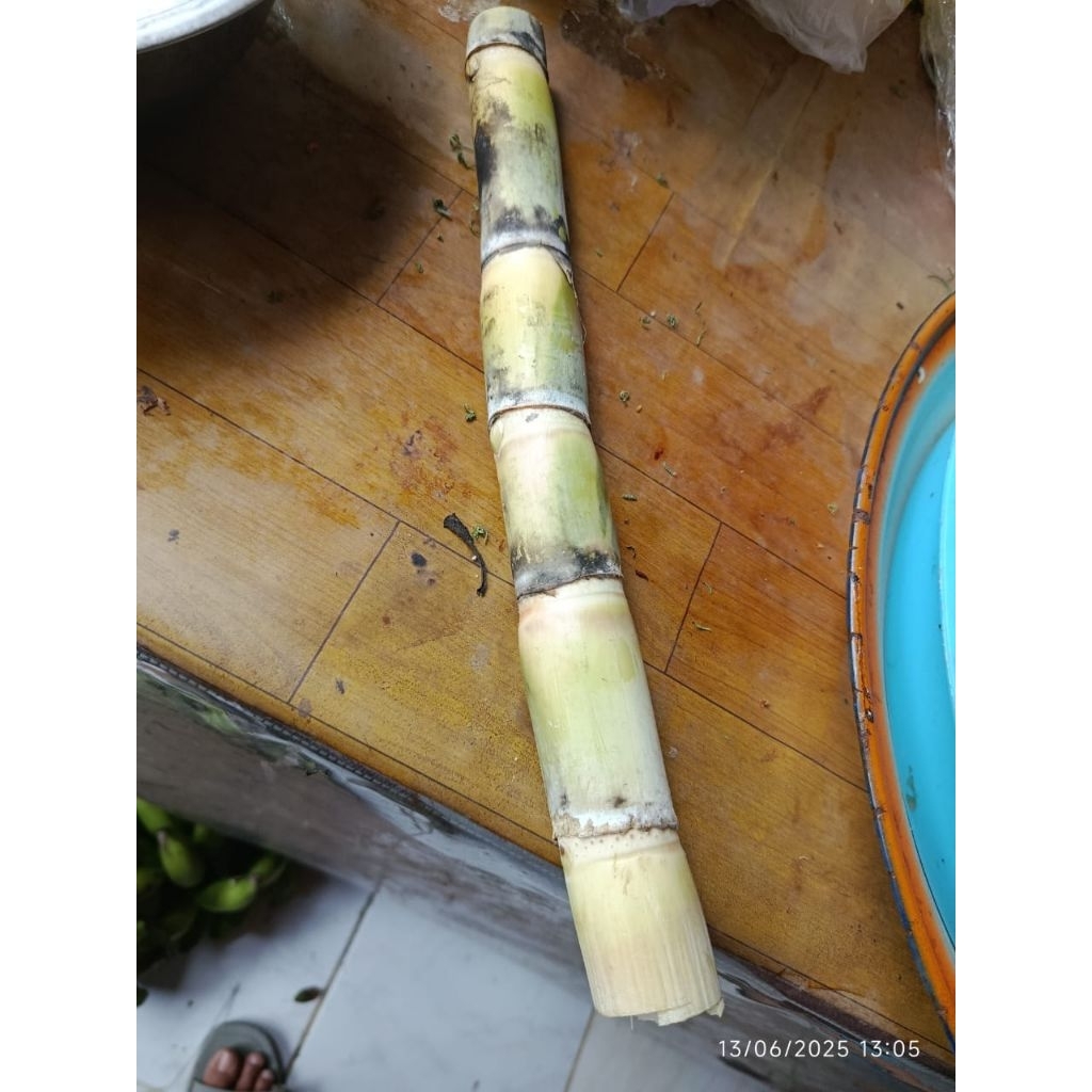 

tebu sugar cane ukuran +- 30 cm
