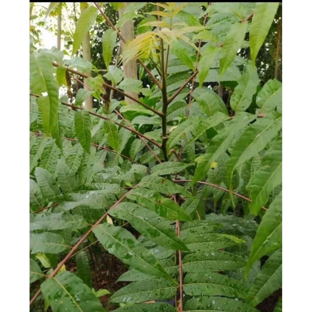 

daun surian asli segar per 1KG