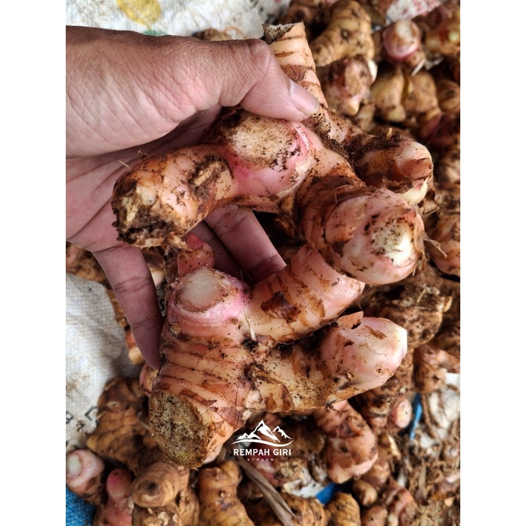 

Lengkuas Segar 1Kg Langsung dari kebun