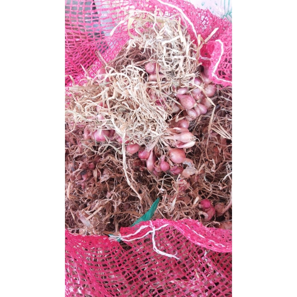 

bawang merah asli nganjuk