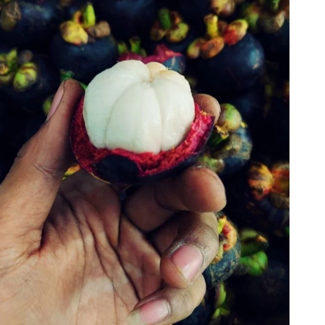

Buah Manggis Manis Segar Premium