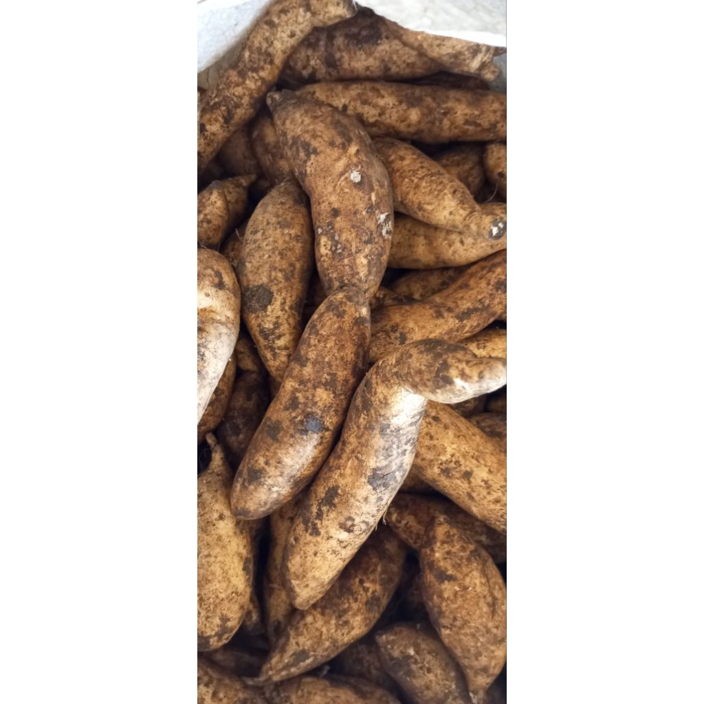 

ubi Cilembu 1kg isi banyak