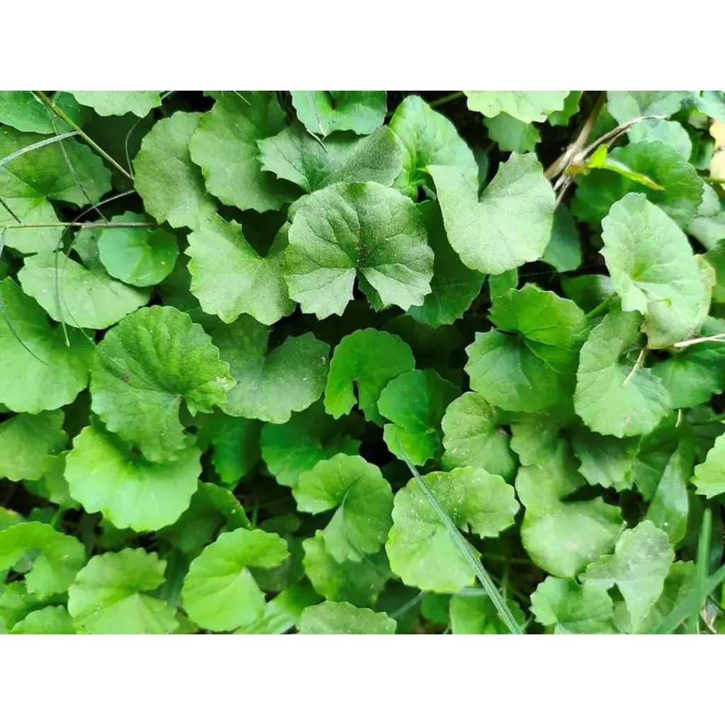 

DAUN PEGAGAN DAUN LEBAR SEGAR FRESS 250gram