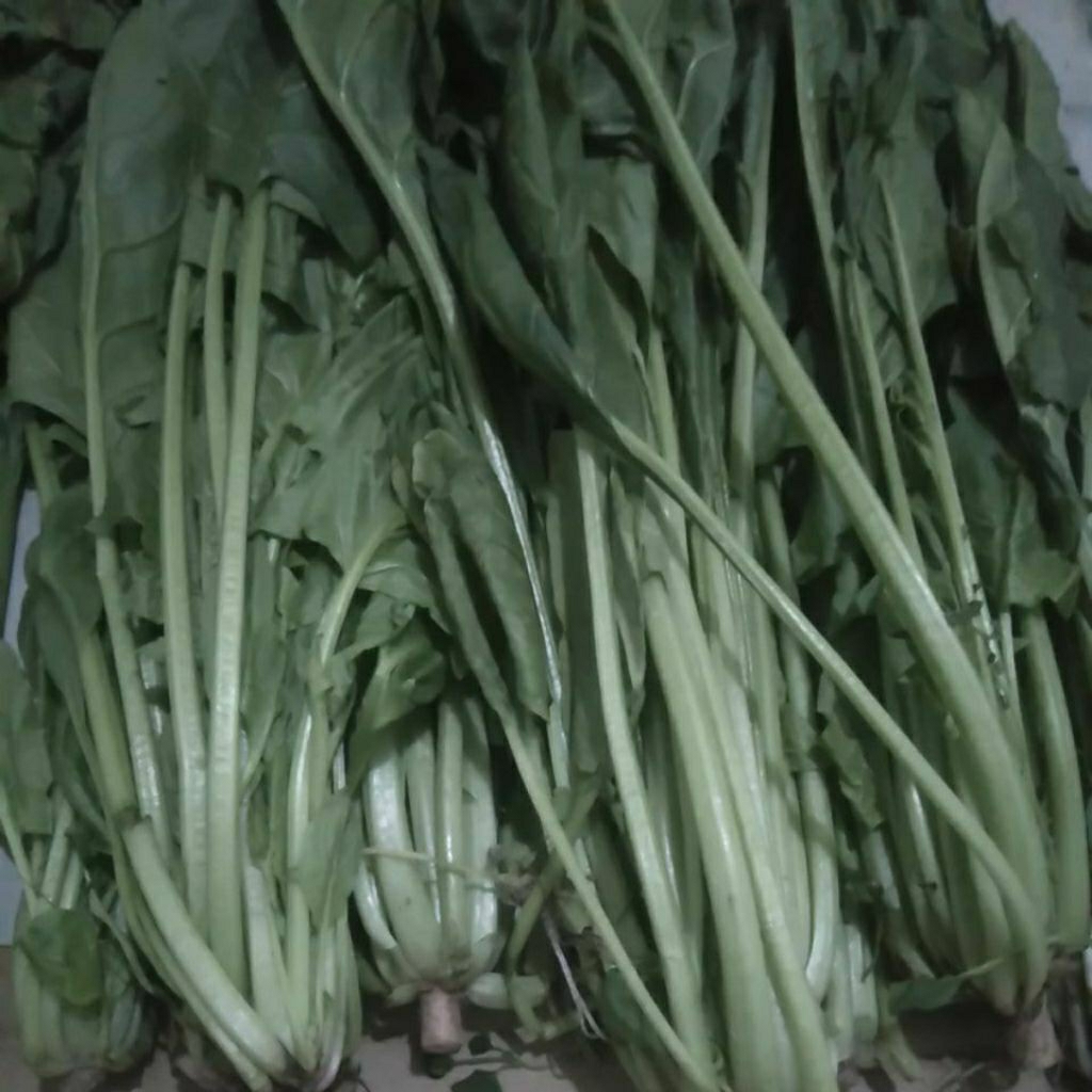 

Sayur Bayam Horenzsho Horenso segar