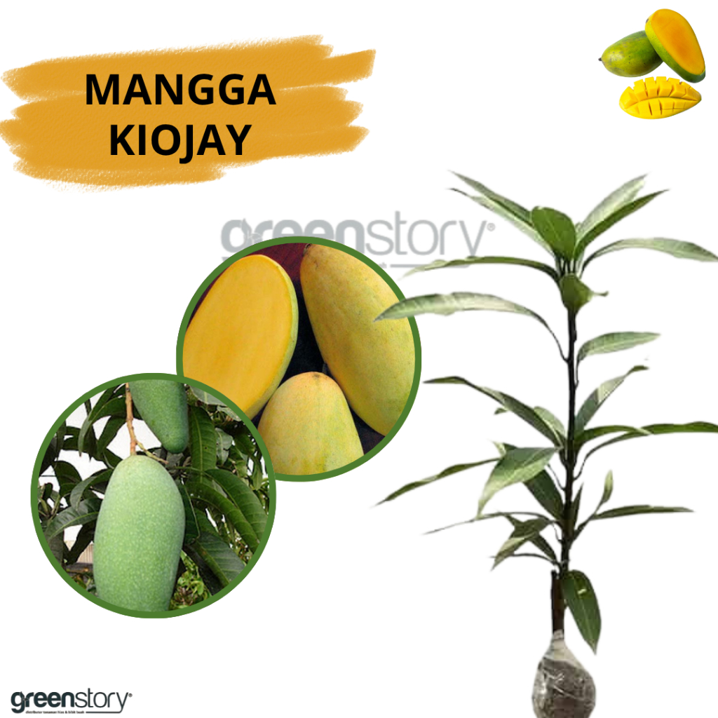 mangga kiojay pohon cepat berbuah