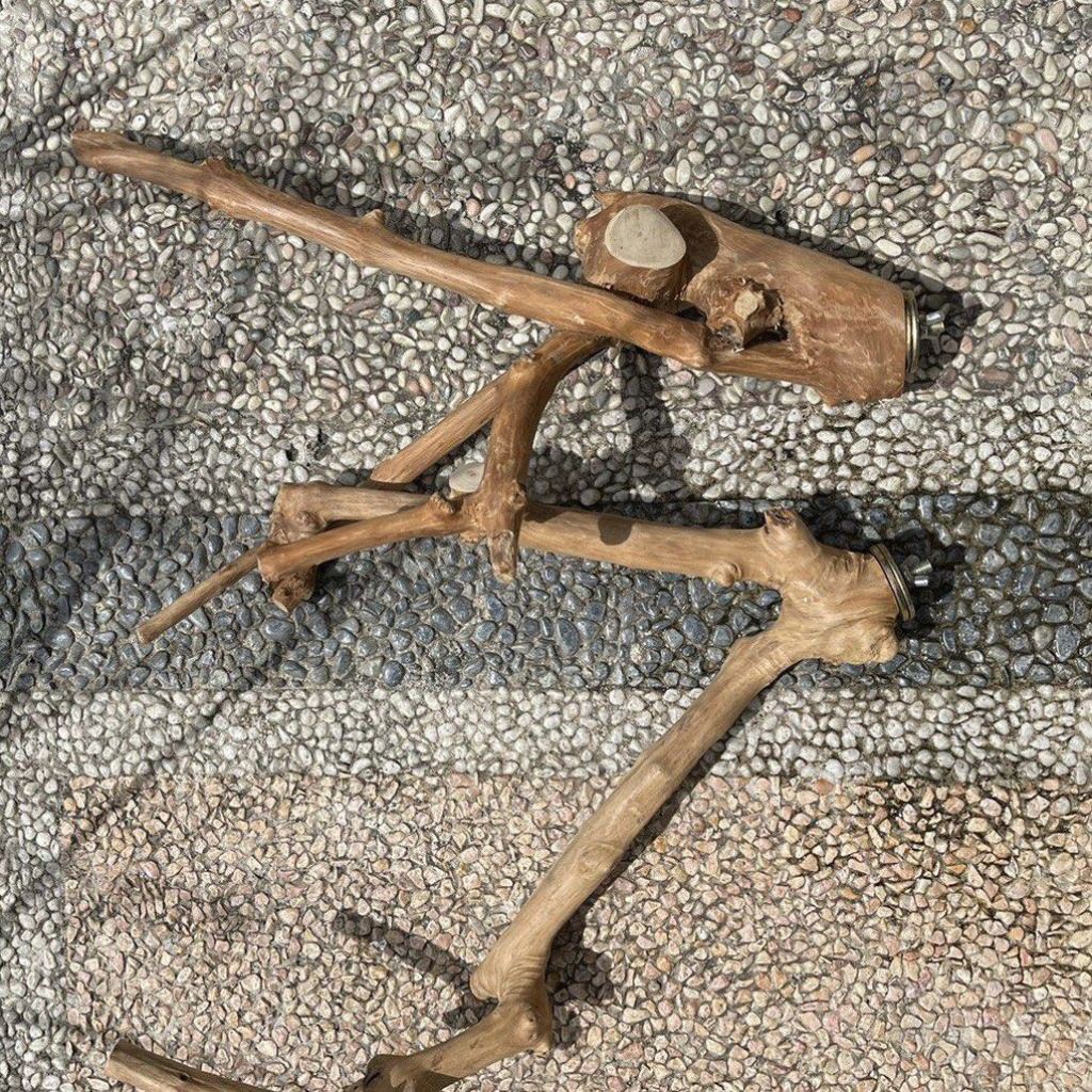 Tangkringan Burung, Parot, Iguana Reptil Panjang 50cm