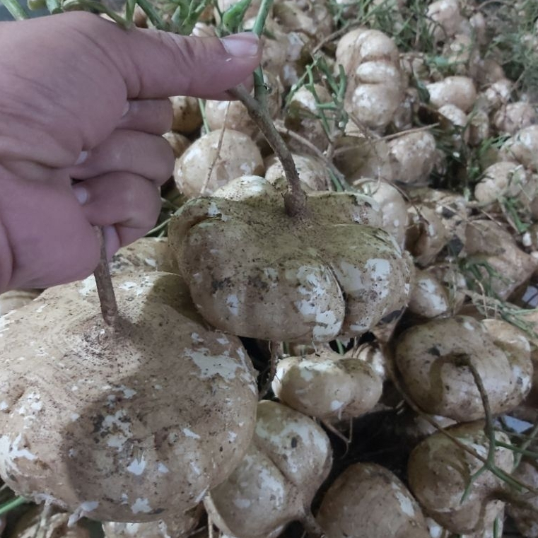 

Bengkoang Fresh Langsung Ambil dari Kebun