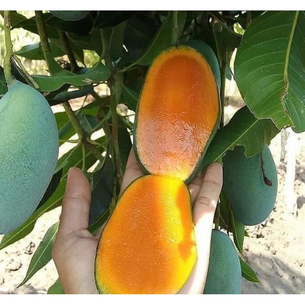 bibit mangga manalagi okulasi cepat berbuah