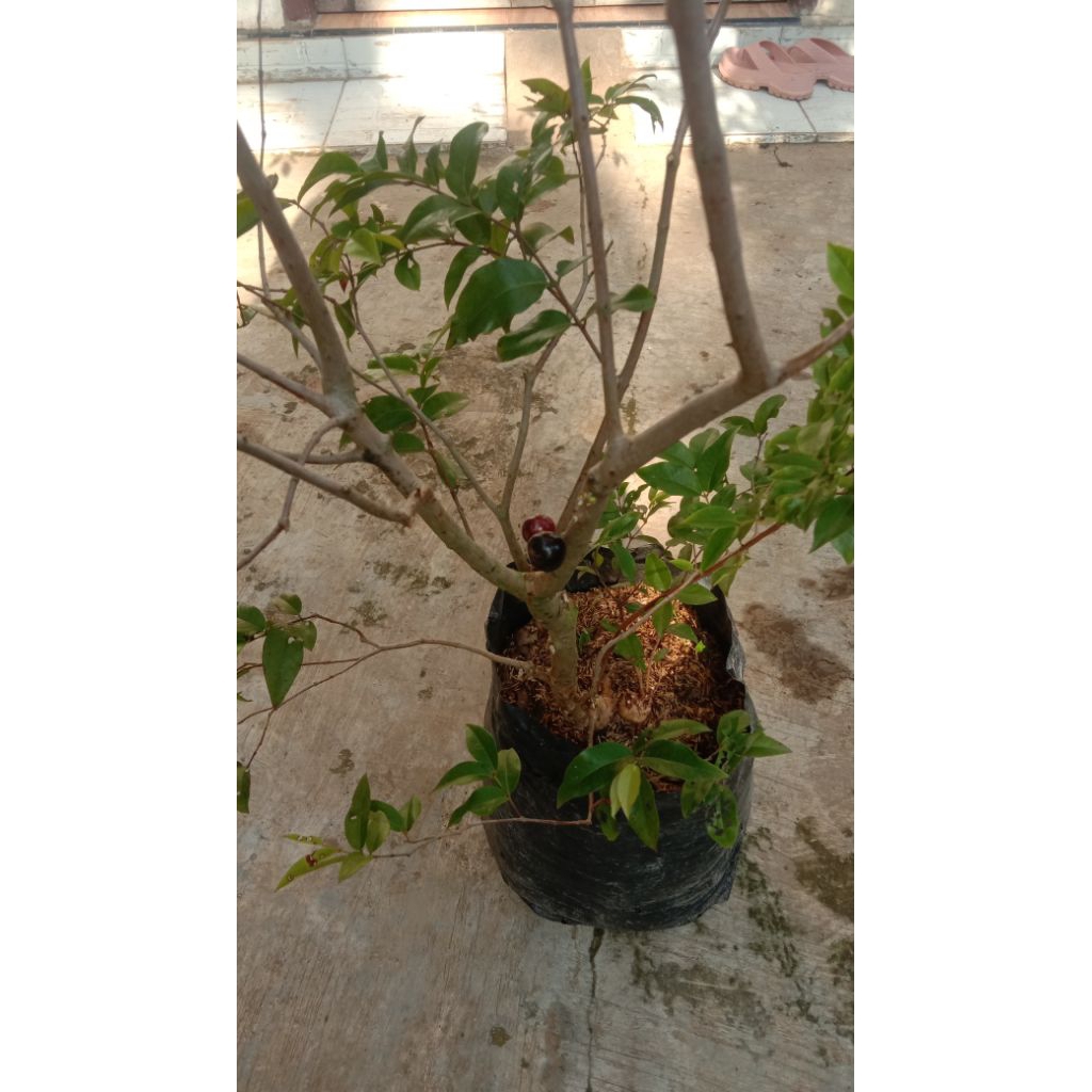 

anggurpohon Brazil jenis freco