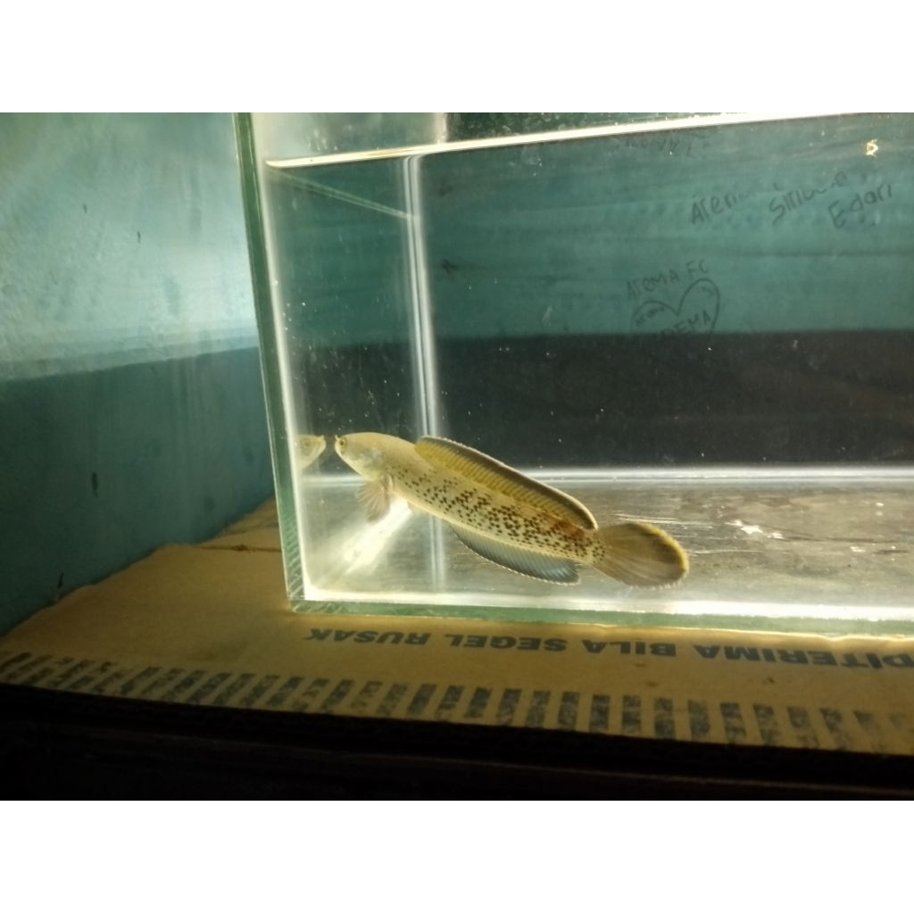 stiker chana stewarti karbialong spek kontes